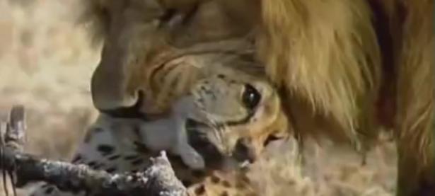 九游登录-欧国联比赛：雄狮猛虎的搏斗